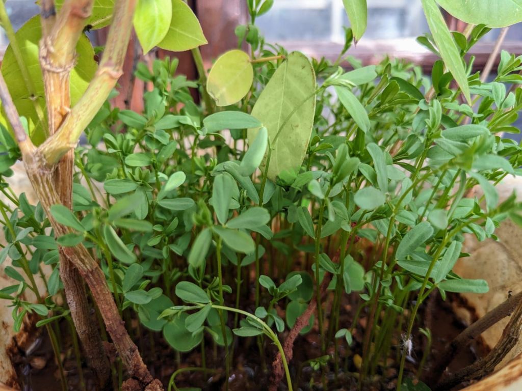 The Other Side of&nbsp;Gardening