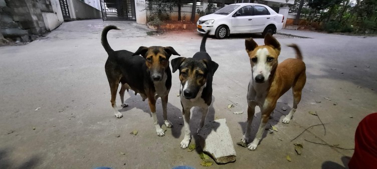 The Other Side of Community&nbsp;Dogs